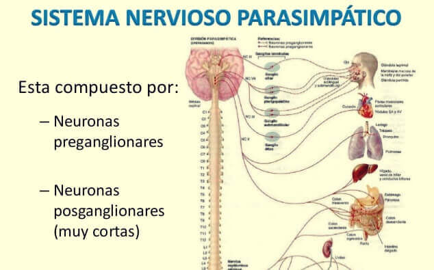sistema nervioso parasimpático