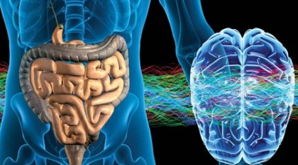 No piensa pero siente: el sistema nervioso entérico ("segundo cerebro")