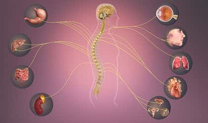 Sistema nervioso simpático: características y funciones