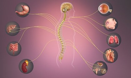Sistema nervioso simpático: características y funciones