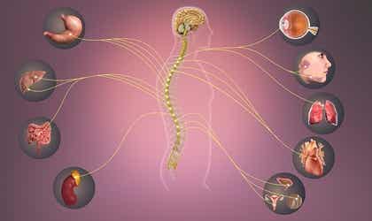 Sistema nervioso simpático: características y funciones