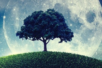 La parábola del árbol que no sabía quién era