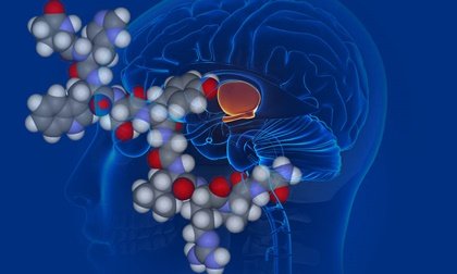 Vasopresina, la hormona antidiurética