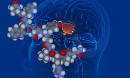 Vasopresina en el cerebro, corticosteroides
