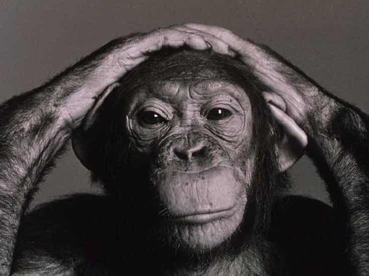 chimpancé simbolizando los estudios de Wolfgang Köhler