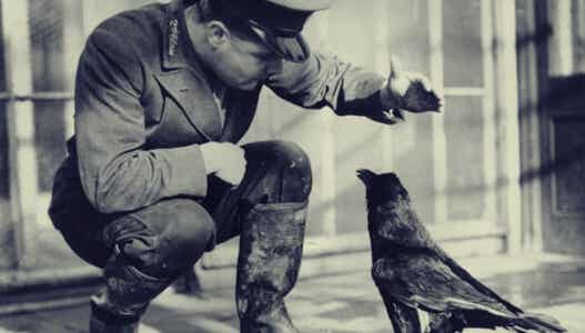 cuervo con soldado simbolizando la inteligencia en el mundo animal