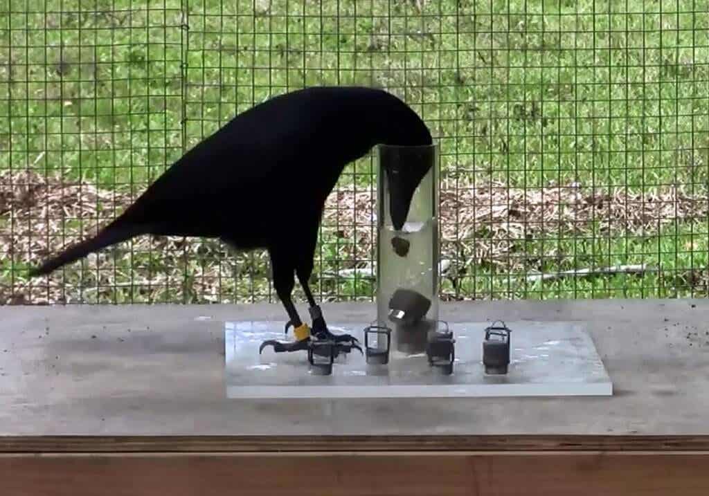 Cuervo haciendo un test de inteligencia