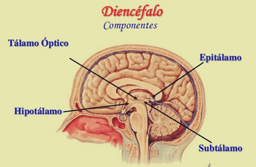 estructura del diencéfalo con el epitálamo