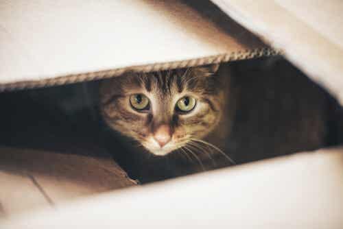 Gato en el interior de una caja