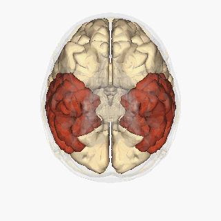 The temporal lobe.