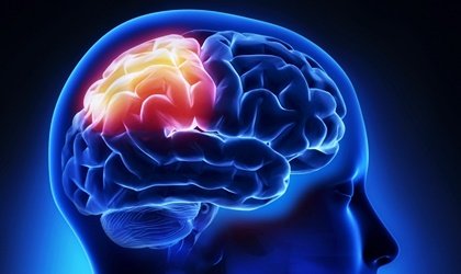 Lóbulo parietal: funciones, anatomía y curiosidades