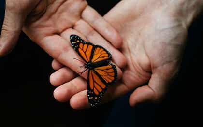 manos con mariposa simbolizando el acompañamiento terapéutico
