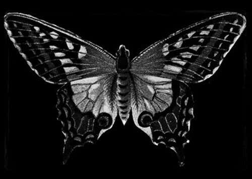 mariposa simbolizando la maldad humana