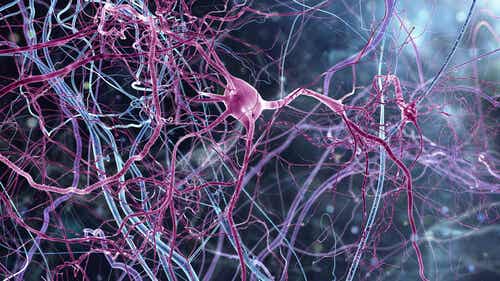 Neuronas rosas simbolizando a las neuronas von Economo