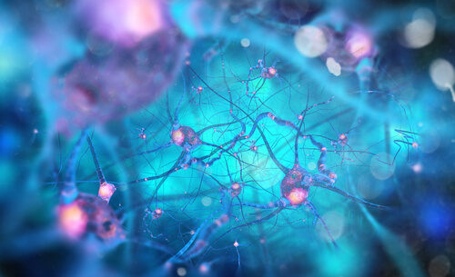Neuronas rosa de mosqueta
