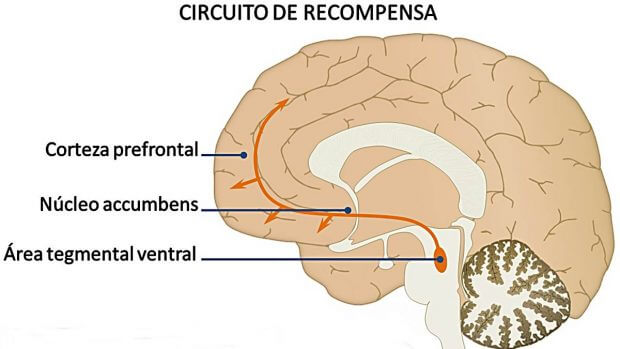 sistema de recompensa del cerebro