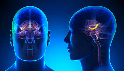 Cerebro de un hombre con el hipocampo iluminado