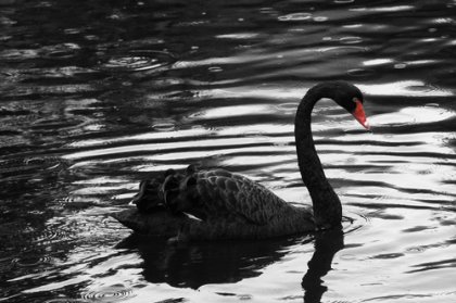 El cisne, la medusa y el elefante negros: tres metáforas de lo inesperado