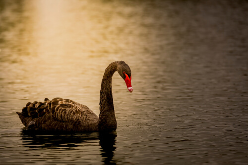 Cisne negro
