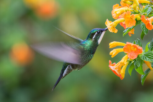 Colibrí