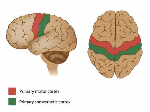 Corteza motora señalada en un cerebro