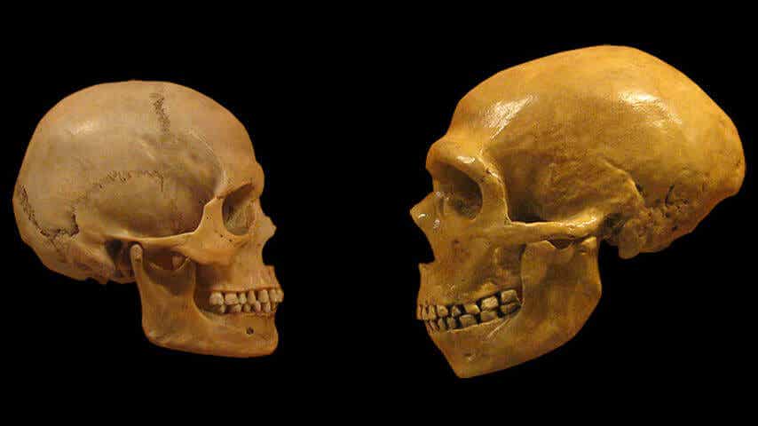 Cráneo de un humano y cráneo de un neardental