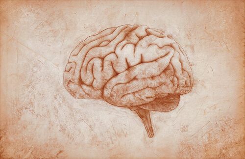 Dibujo del cerebro