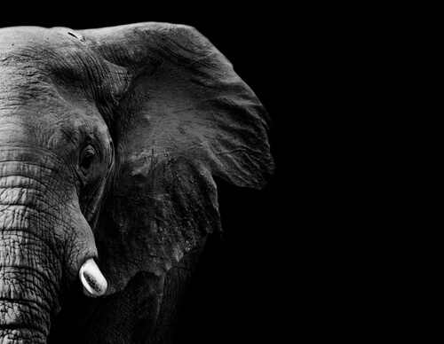 Elefante negro