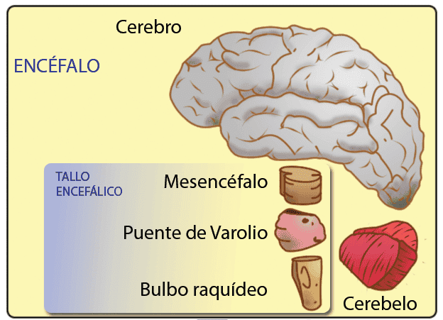 Mesencéfalo: características y funciones