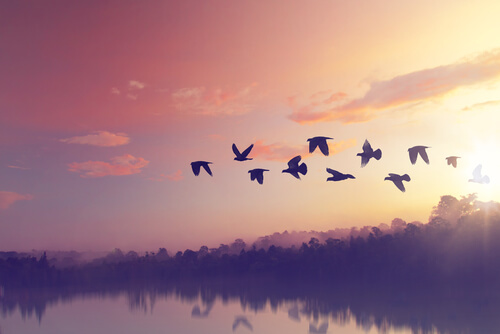 Grupo de pájaros volando