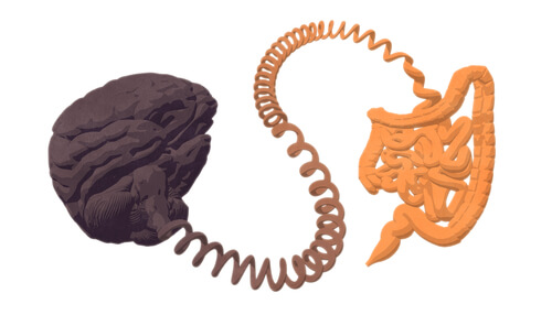 Intestino y cerebro conectados