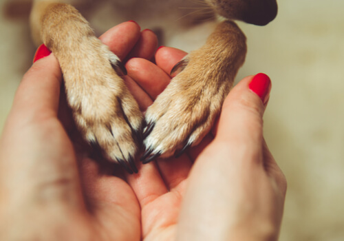 Manos sujetando unas patas de animal