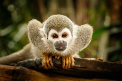 Etología: la ciencia del comportamiento animal