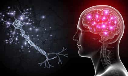 Células OLM: las neuronas que nos ayudarán a tratar la ansiedad severa