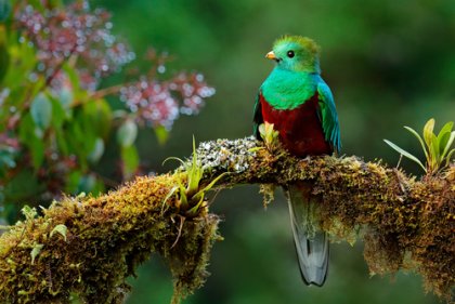 La bella leyenda del pájaro Toh