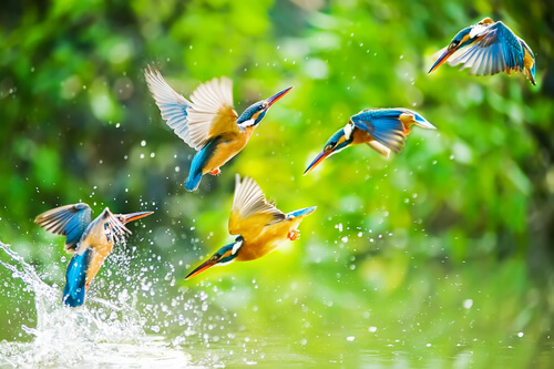 Pájaros volando juntos