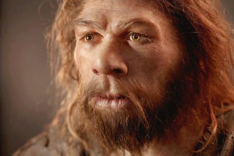 El cerebro de los neandertales