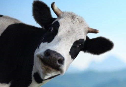 vaca representando una historia con moraleja