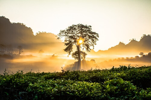árbol al amanecer simbolizando la la teoría de la autorrealización