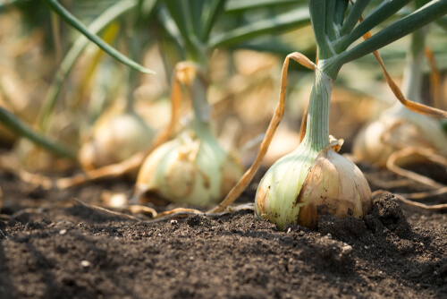 Cebollas plantadas
