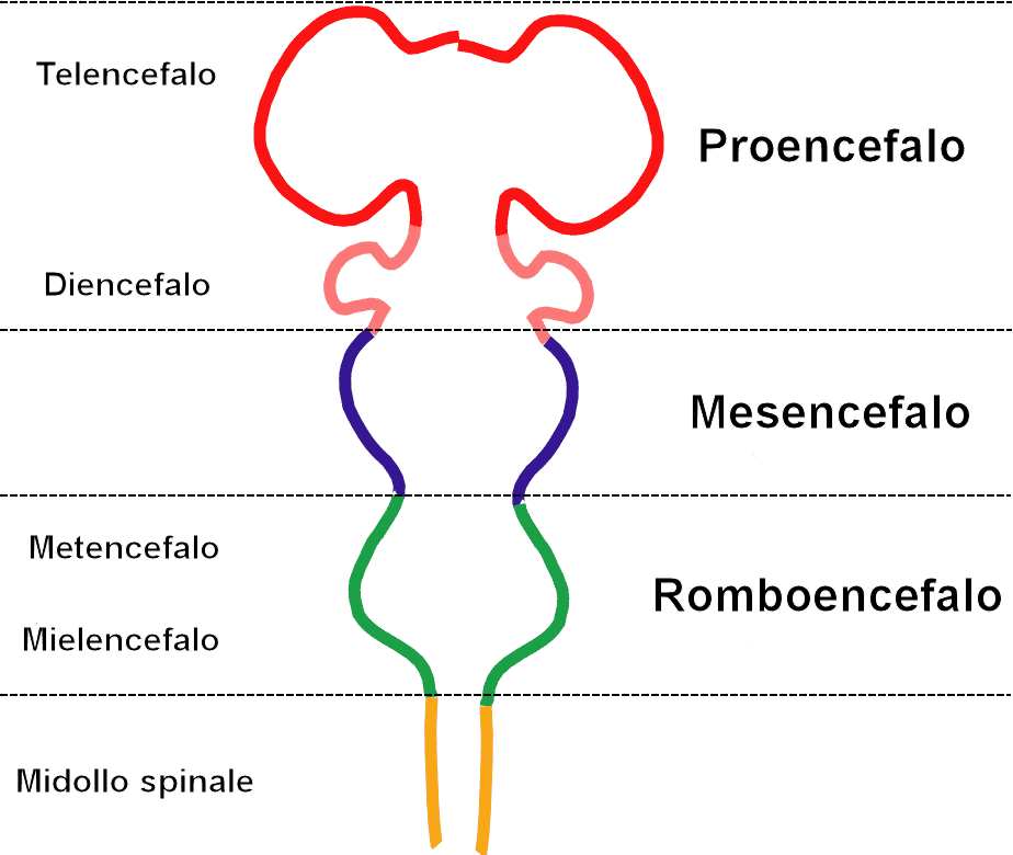 Estructuras del tronco encefálico