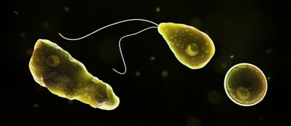 Ameba comecerebros, ¿qué es y cómo nos afecta?