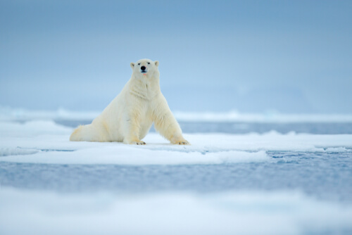 Oso blanco