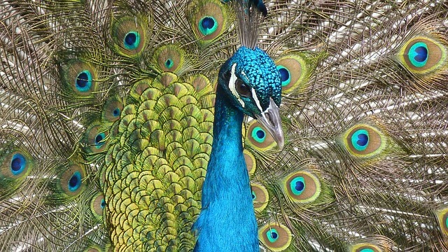 Pavo real