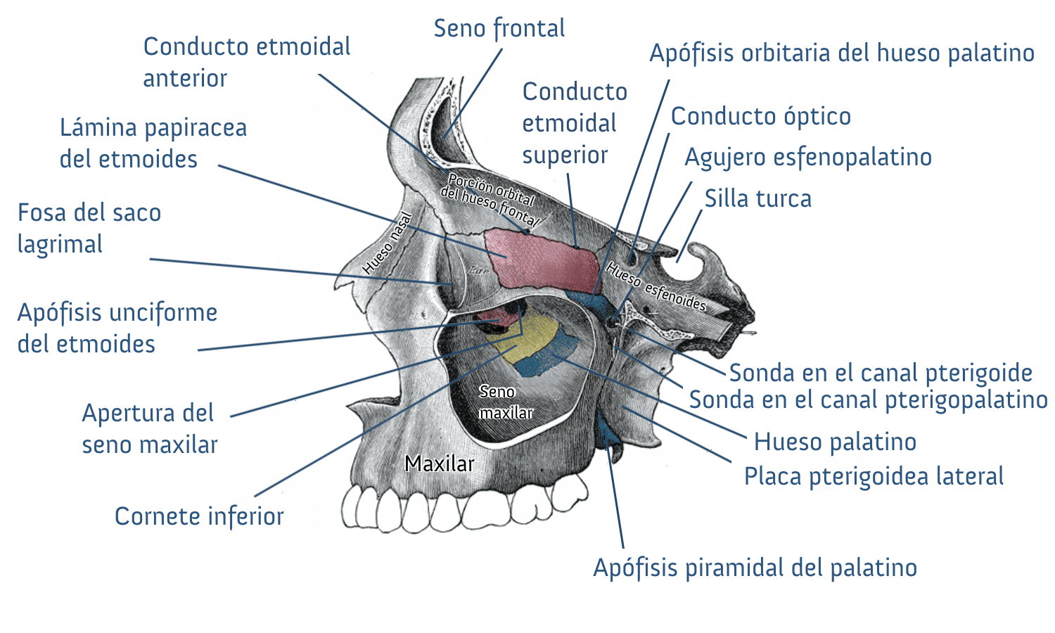 Silla turca señalada