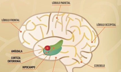 Corteza entorrinal, el área donde se consolida la memoria