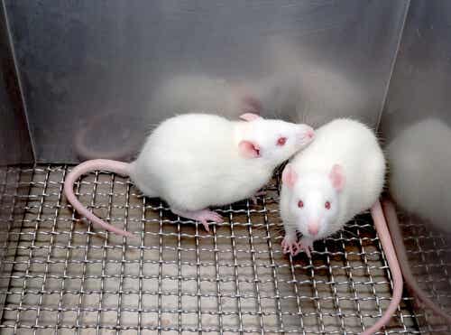 Dos ratones de laboratorio