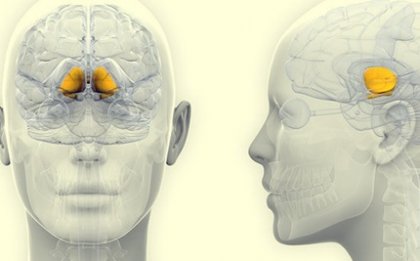 Ganglios basales: anatomía, fisiología y funciones