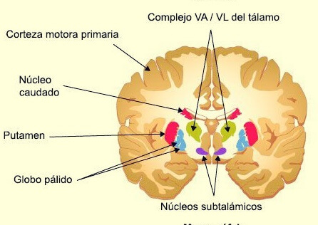 Ganglios basales anatomía
