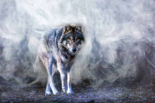 La leyenda del lobo Astur, una historia sobre el equilibrio